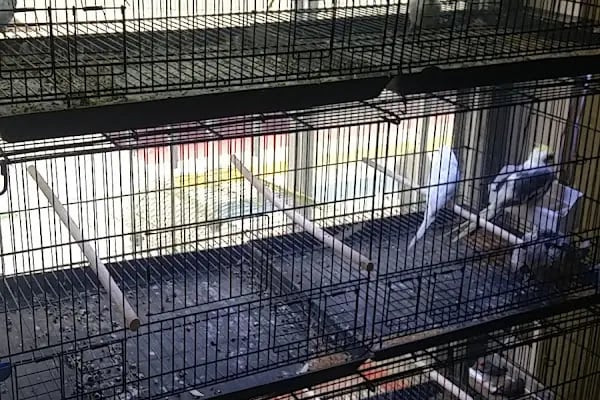 Yakamoz Pet Kuafor gaziantep pet shop - Resim 12
