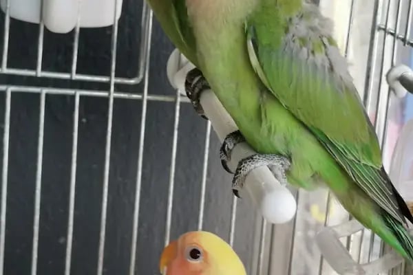 PETNET PET SHOP - Resim 19