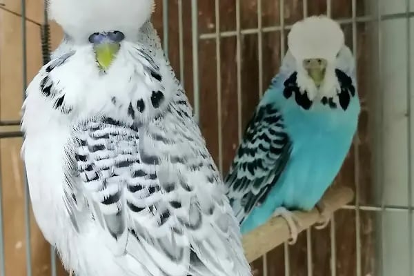 Bağcılar hobi Muhabbet kuşu üretim - Resim 20