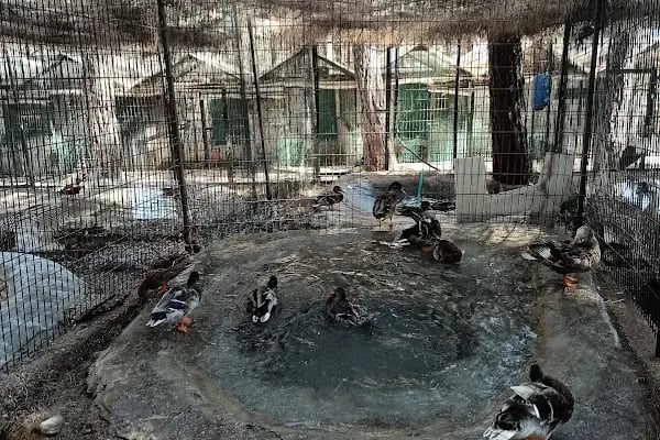 Kumluca Sarnıç Tepesi Hayvanat Bahçesi - Resim 10