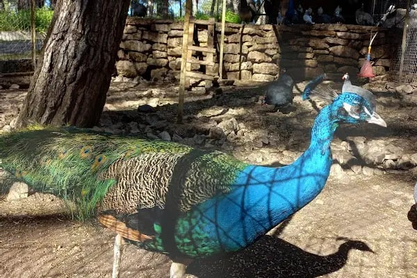 Kumluca Sarnıç Tepesi Hayvanat Bahçesi - Resim 11