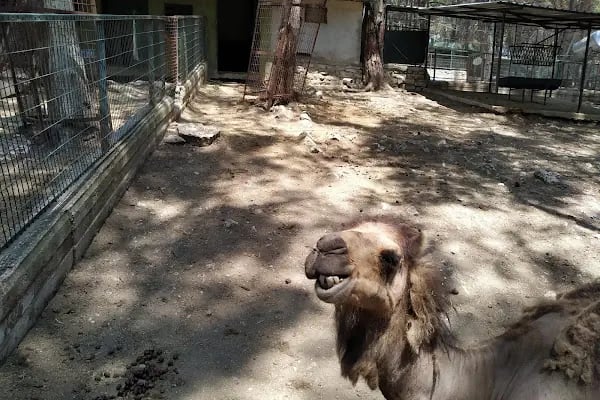 Kumluca Sarnıç Tepesi Hayvanat Bahçesi - Resim 15