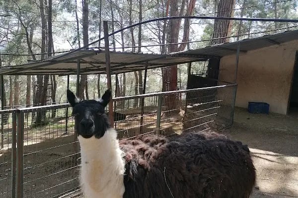 Kumluca Sarnıç Tepesi Hayvanat Bahçesi - Resim 19