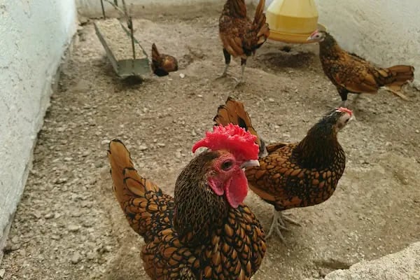 Kumluca Sarnıç Tepesi Hayvanat Bahçesi - Resim 14