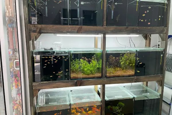 Şahin Petshop - Resim 5