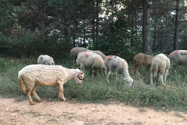 Dağ Evi Mangal Semaver - Resim 12