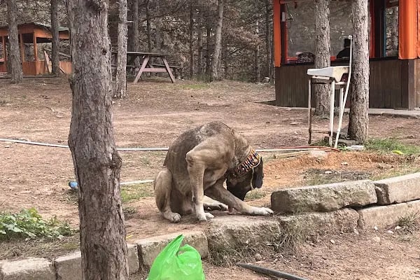Dağ Evi Mangal Semaver - Resim 13