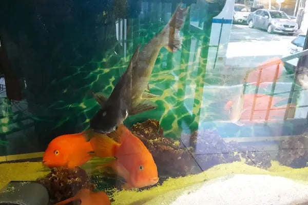 ALİAĞA PETSHOP - Resim 12
