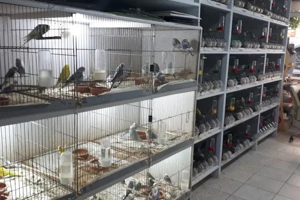 ALİAĞA PETSHOP - Resim 7