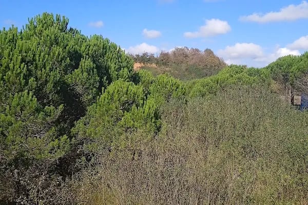 Avcıkoru Tabiat Parkı - Resim 19