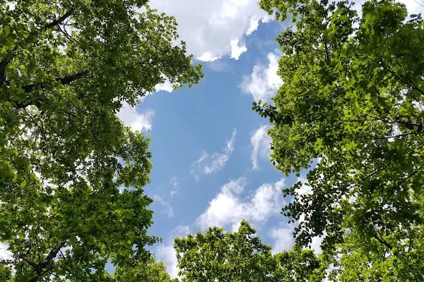 Avcıkoru Tabiat Parkı - Resim 10