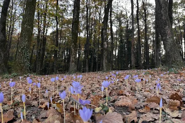 Avcıkoru Tabiat Parkı - Resim 20