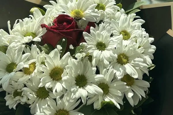 BUCA ÇİÇEKÇİ - POINT FLOWERS - Resim 19