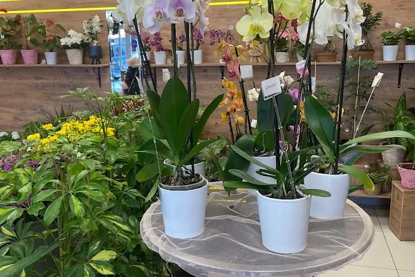 BUCA ÇİÇEKÇİ - POINT FLOWERS - Resim 4