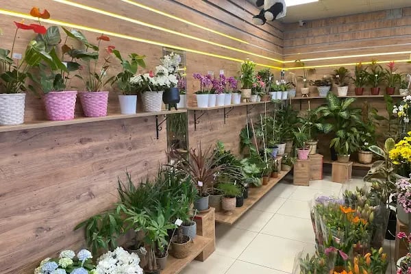 BUCA ÇİÇEKÇİ - POINT FLOWERS - Resim 12