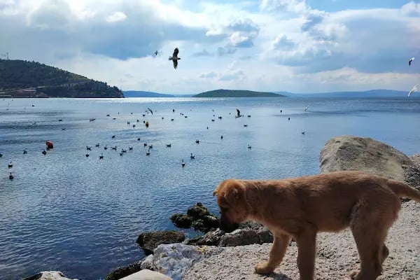 Erdek Feribot İskelesi - Resim 6