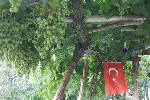 Aydıncık Kaymakamlığı - Resim 15