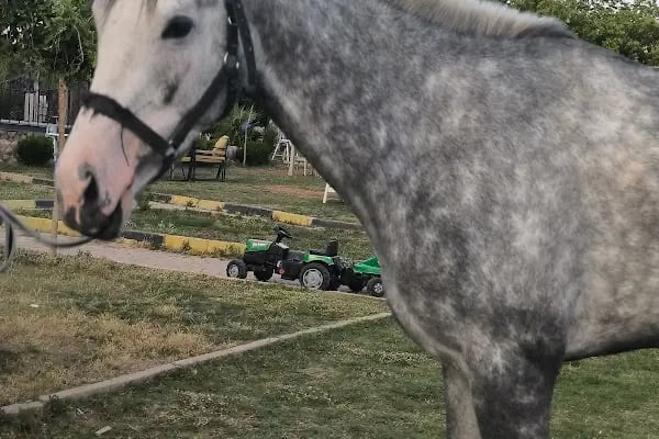 Dede Pony Club Aile At Çiftliği - Resim 5