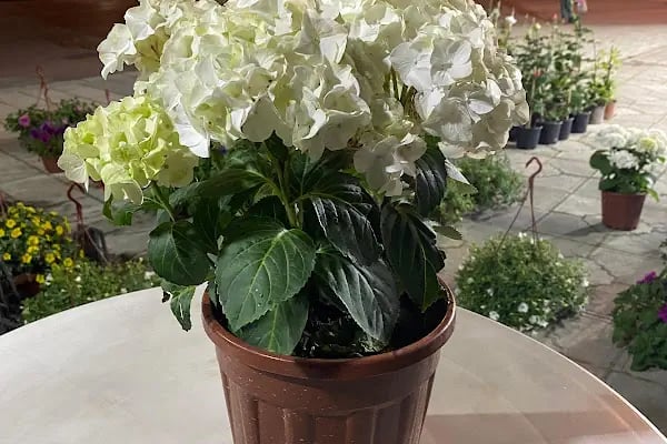 My Garden Çiçek Dünyası - Resim 5