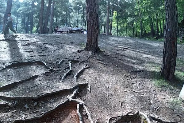 Kızılalan Orman Parkı - Resim 13