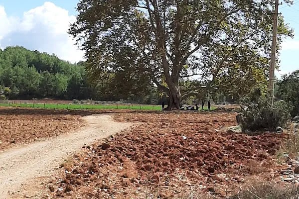 Kızılalan Orman Parkı - Resim 5