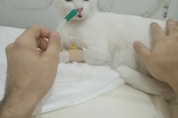 UMUTVET Veteriner Kliniği - Resim 7
