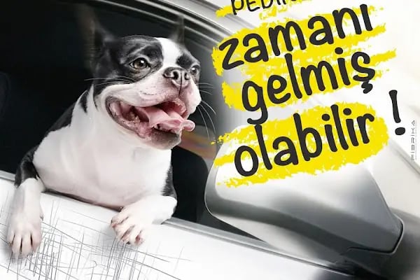 UMUTVET Veteriner Kliniği - Resim 15