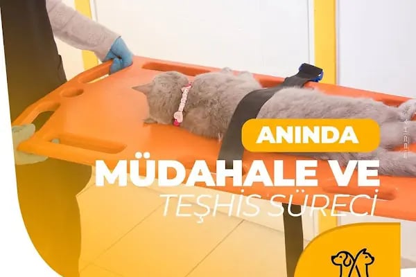 UMUTVET Veteriner Kliniği - Resim 14