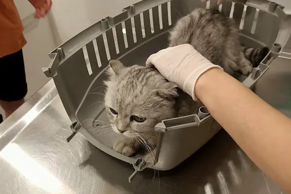 UMUTVET Veteriner Kliniği - Resim 5