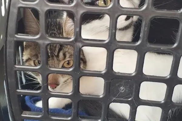 UMUTVET Veteriner Kliniği - Resim 8