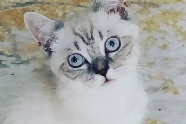 Vet Extra Güneşevler Veteriner Kliniği - Resim 5