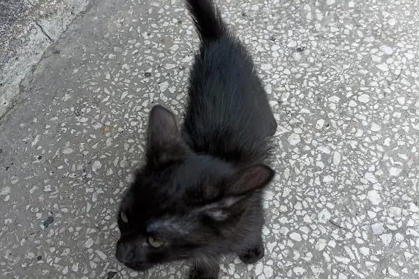 Vet Extra Güneşevler Veteriner Kliniği - Resim 6