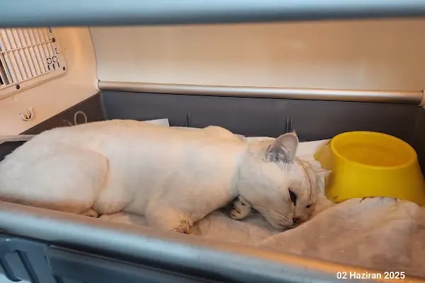 Vet Extra Güneşevler Veteriner Kliniği - Resim 2