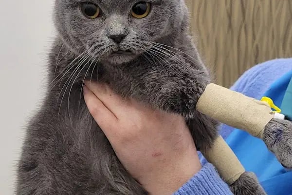 Vet Extra Güneşevler Veteriner Kliniği - Resim 10
