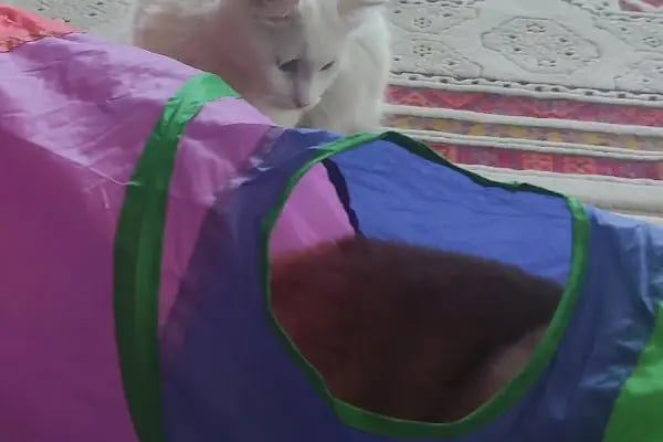 Vet Extra Güneşevler Veteriner Kliniği - Resim 7