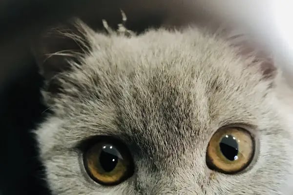 Vet Extra Güneşevler Veteriner Kliniği - Resim 3
