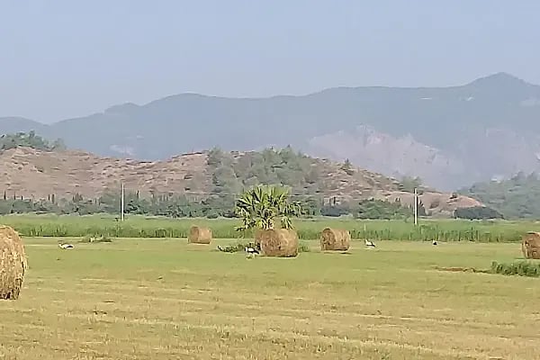 Dalaman Tarım İşletmesi Müdürlüğü - Resim 18
