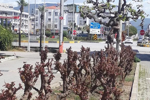 Dalaman Tarım İşletmesi Müdürlüğü - Resim 16