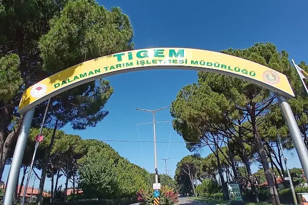 Dalaman Tarım İşletmesi Müdürlüğü - Resim 7