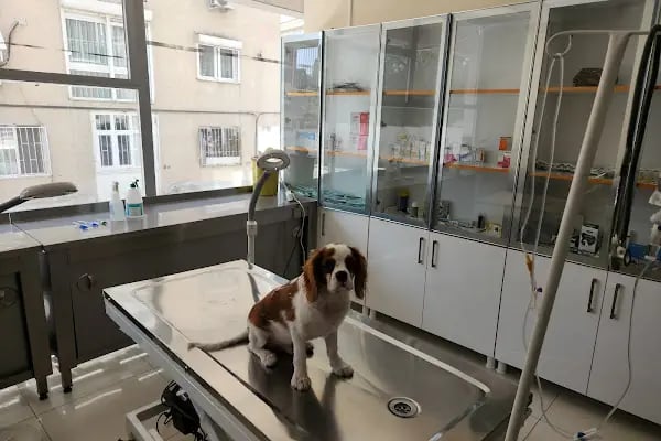 Tek İlaç Veteriner Kliniği - Resim 6