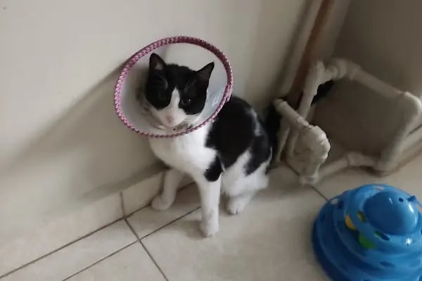 Tek İlaç Veteriner Kliniği - Resim 3