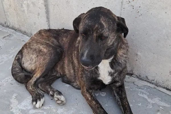 Tek İlaç Veteriner Kliniği - Resim 15