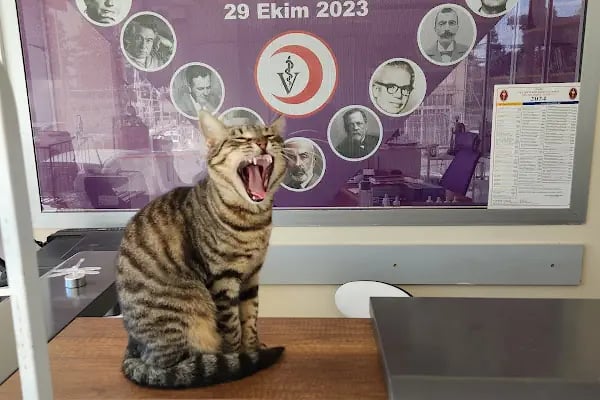 Tek İlaç Veteriner Kliniği - Resim 7