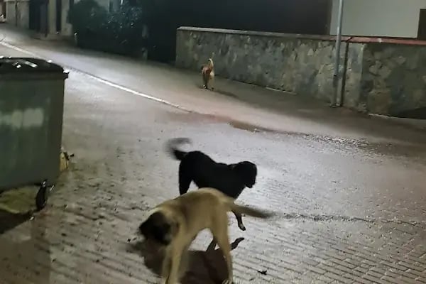 Bahçecik Beykoz Villaları A B Mahalleleri - Resim 9