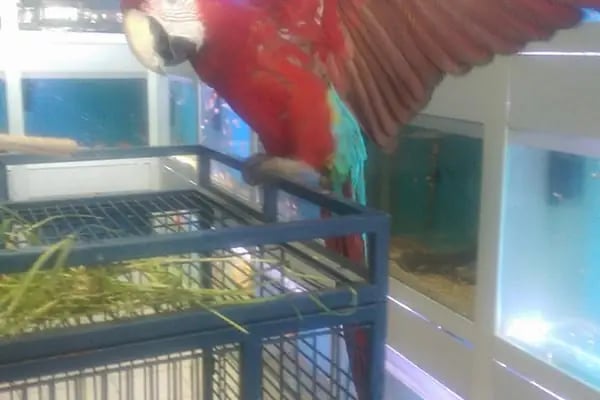 Pati'ş Petshop - Resim 2