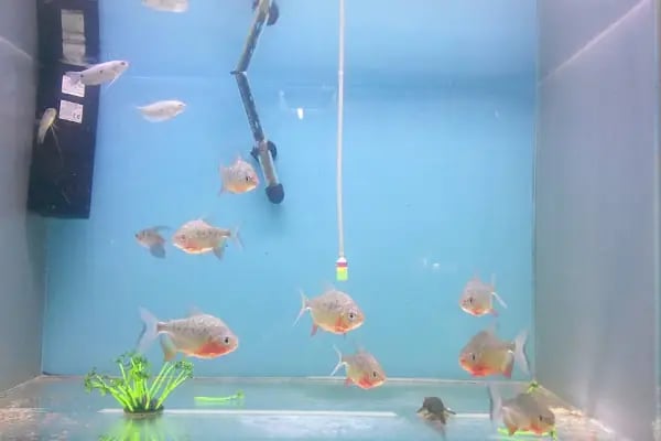 Pati'ş Petshop - Resim 4