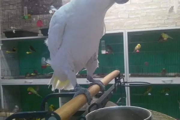 Pati'ş Petshop - Resim 3