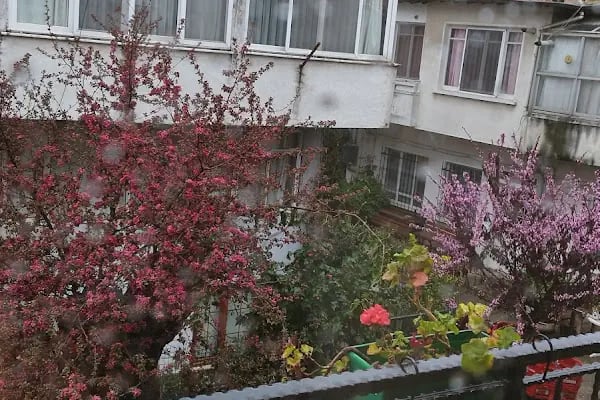 Mimoza Butik Otel Büyükada - Resim 17
