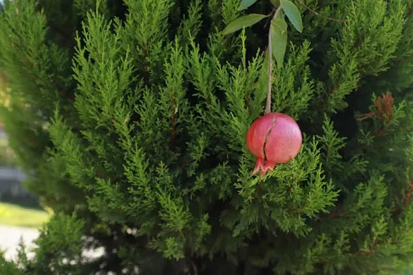 Küçükçekmece Belediyesi Macera Parkı - Resim 12