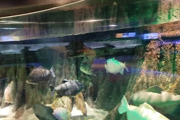 Emaar Square Aquarium World - Akvaryum - Resim 12